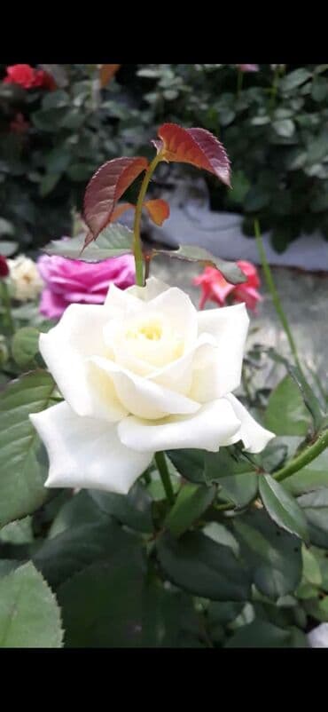 gul adları azərbaycan: Məhsul: Gül kolları (gül fidanları) Təsvir: soyuqa davamlı 2 azn 3 — 3