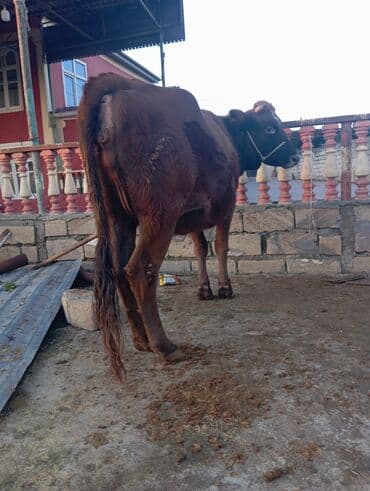 ana bala inək: Salam gorduyuz duyə 1ci qarına 20gunu qalır doğmayina smentalin melezi — 1