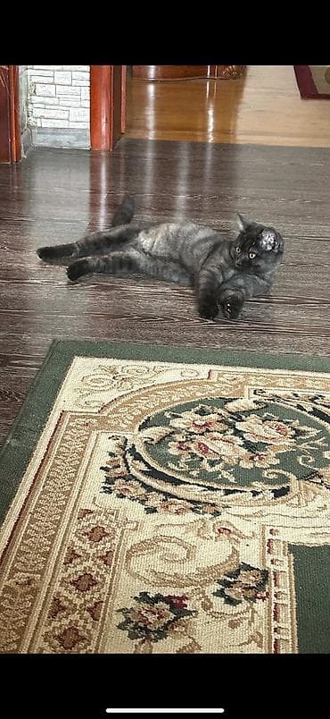 Gəmiricilər: Britan, Erkək — 1