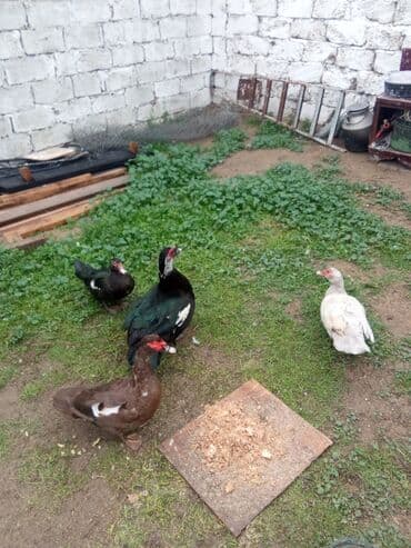 gence toyuq cuce: Lal ordey satlir cavandi 3 maya 1,erkey 4denesi 90asaqi yeri var — 3