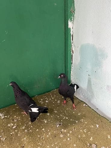 гусь: Salam cutduler qiymet sondu — 2