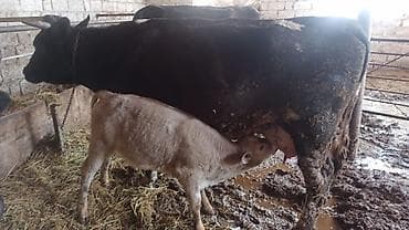 Süd verən inək bala ilə birlikdə - Ana heyvan: qara rəngli, böyük