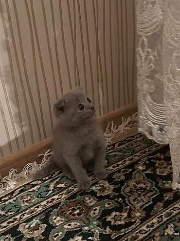 Şotland yastı qulaq, Erkək