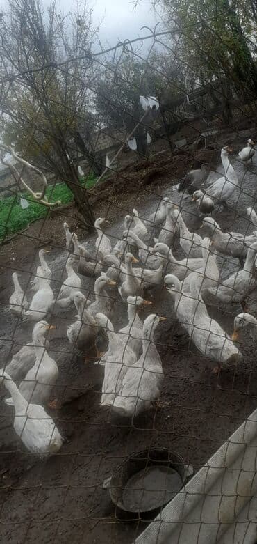 Inəklər, öküzlər: 4ayilq ördək satılır kilosu 10manat
çəkilər 2kilo təmiz əti 1.500 — 1