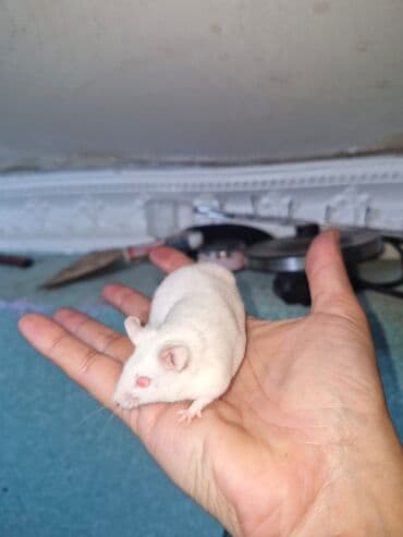 Ağ albinos siçanlar – ev heyvanı və ya yetişdirmə üçün - Rəng: tam ağ