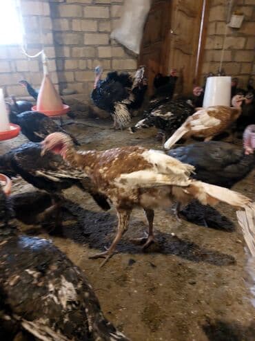 heyvanlar və balaları: Erkək, Damazlıq — 3