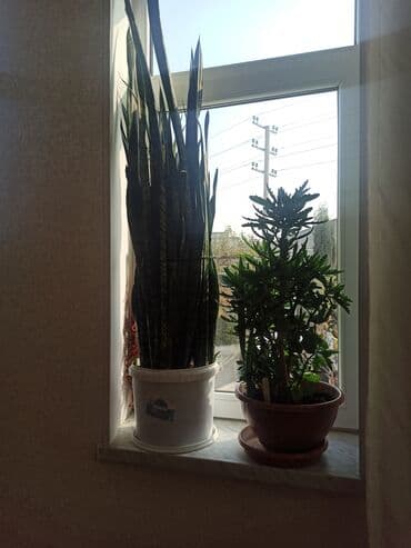 saxsi qab haqqinda: Satılır: ev otaq gülləri kolleksiyası - Sansevieriya (Qaynanadili) – — 6