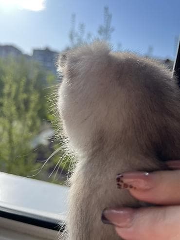 pişik baytarı: Şotland, Erkək, Ünvandan götürmə — 3