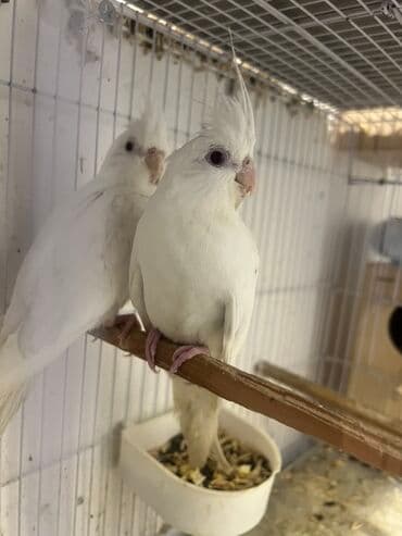 goyercin yuvasi satilir: Yanaqsiz albinos korella balalar,3-4 ayliq erkey maya,qiymet ikisine — 1