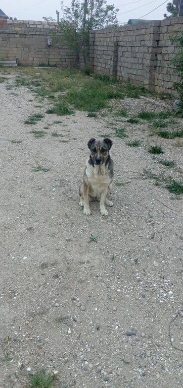 Bu itim ölüb.Belə bir it balasi axtariram.kanqal ilə qarişiqdi.dişi
