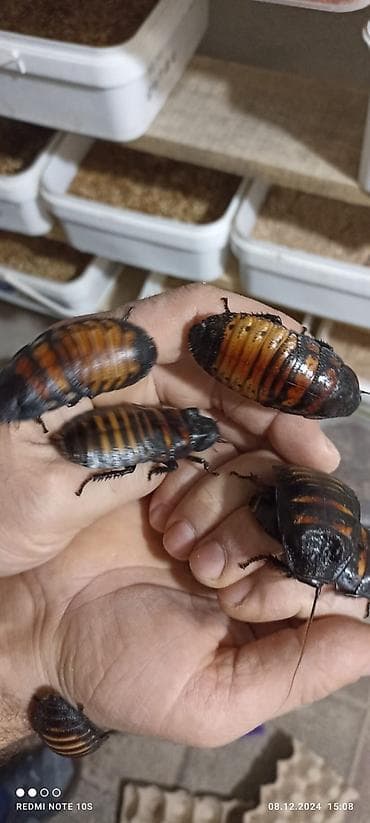 Dekorativ Madagaskar böcəyi — 1