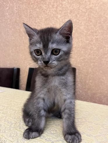 labrador iti satilir: Yaxşı əllərə — 4