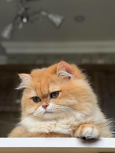 pişik adlari: Britan, Erkək — 5