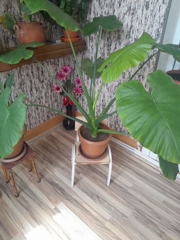 sine boyuden bitki: Geniş və parlaq yaşıl yarpaqları olan bu bitki, interyerə təbiilik və — 3