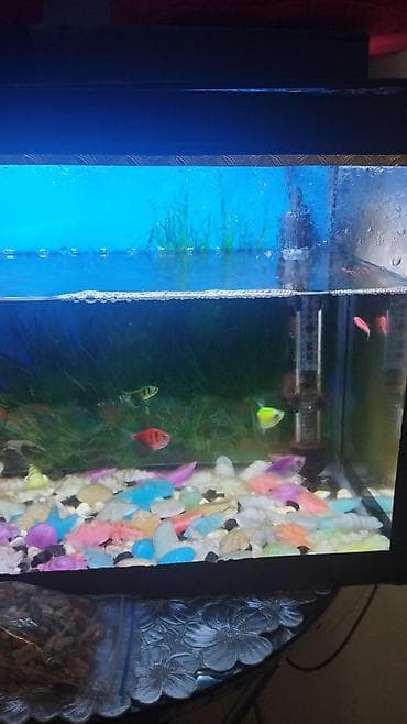 Akvaryum komplekti - Şüşə akvarium, üst qapaqlı və daxili