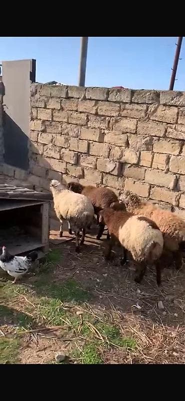 Qazlar: 6 ayliq quzularki erkek Məhsul: Xırda buynuzlu heyvanlar – quzu — 2