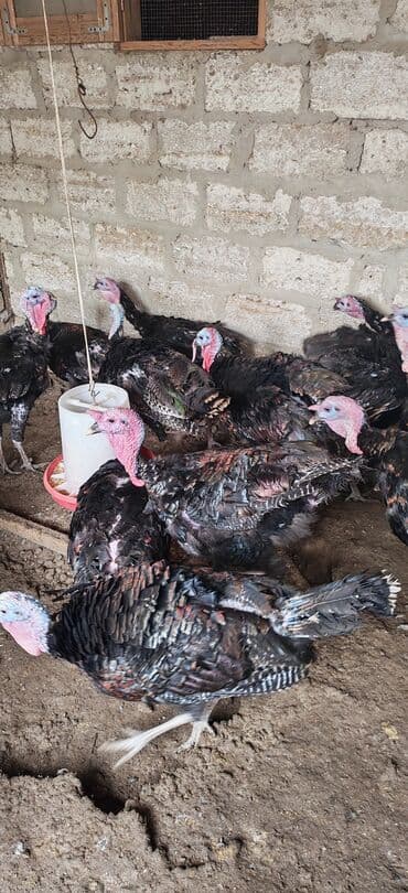 Коровы, быки: Самец, Kanada, Amerika, Для разведения, Самовывоз — 3