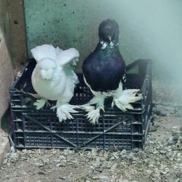 göyercin: Cins göyərçinlər – 2 ədəd - Növ: bəzək/şou tipli tüklü-pəncəli — 6