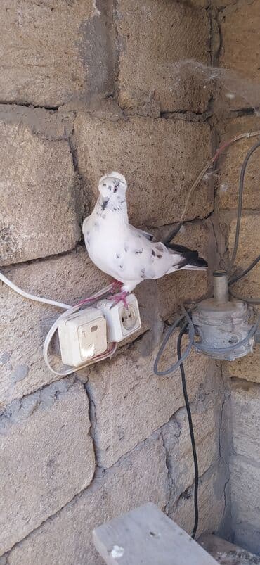 cins ineklerin satisi: Erkekdir — 3