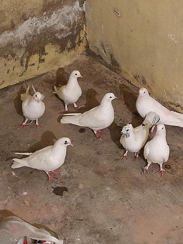 Salam 7 den super ucan quş satılır icde 6 saat ucan var oynaq da var