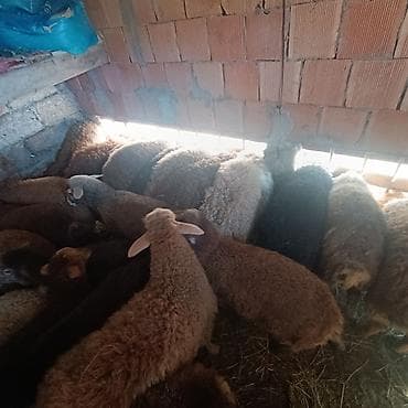 Другие с/х животные: Salam aleyküm quzlar 220 mantdan 350 manata kimi qiymeti deyişir — 7