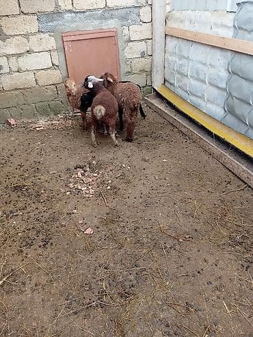 ucuz quslar: Məhsul: Quzu və bala qoyunlar Təsvir: - Şəkillərdə müxtəlif rənglərdə — 7