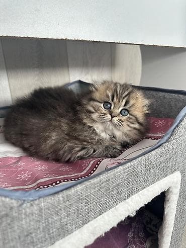 bala keçi: Şotland uzun tüklü — 3