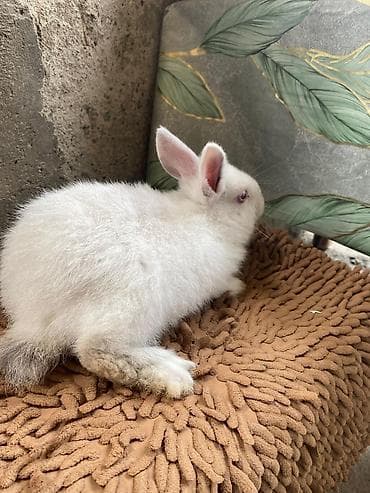 Digər heyvanlar: Ağ rəngli ev dovşanı - Növ: Ev dovşanı (albino tiplı – qırmızı gözlü — 3