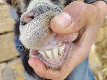 pomeranian dişi: Dişi bala ile 3 cu balasıdı cavan kecidi maşalah yimeyne soz yoxdu — 4