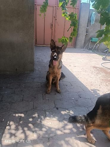 Alman çoban iti, 7 ay, Erkək, Sənədli, Ünvandan götürmə
