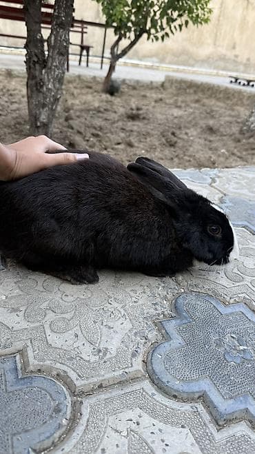 heyvanlar: Saglam, qara heyet dovşani 🐰 — 2
