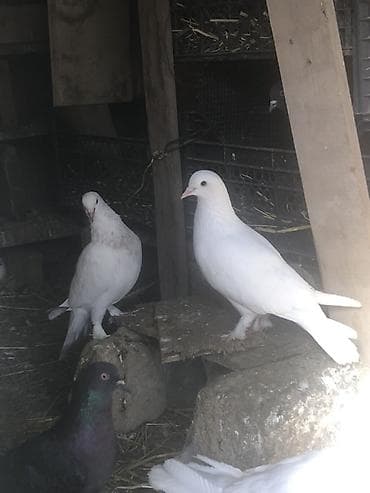 sağsağan quşu: Erkey maya satilir — 3