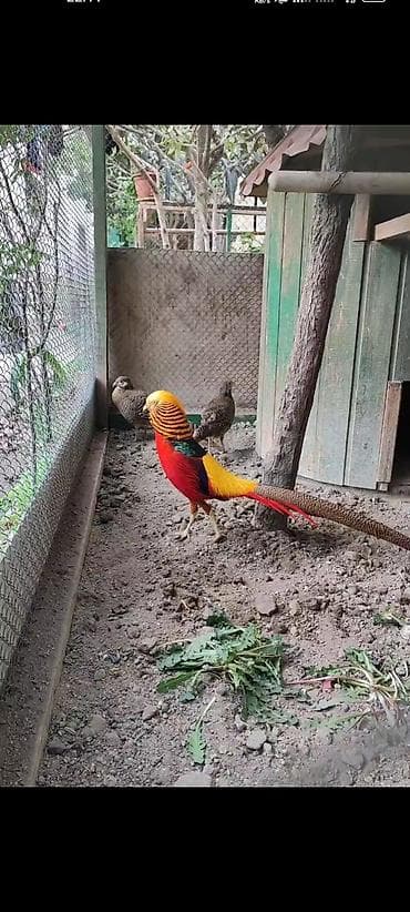 quslar satisi: Kral, qızılı, gümüşü qırqovul yumurtaları satılır. 3 növ birlikdə — 2