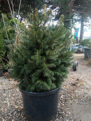 sumax ağacı: Yeni il şamları Pixta və Kremlovski təbii şamlar dibçəkdə topdan en — 24