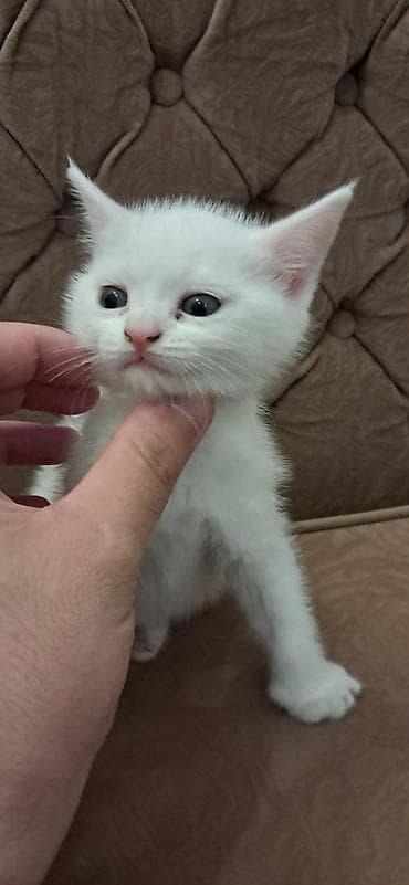 gold pişik: Britan yastı qulaq, Erkək, Dişi, Yaxşı əllərə, Ünvandan götürmə — 5