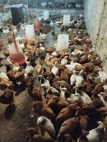 Hinduşkalar: Toyuq, Ətlik — 4