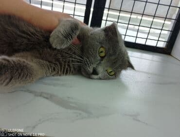 Akvariumlar: Britan, Dişi, Yaxşı əllərə — 3