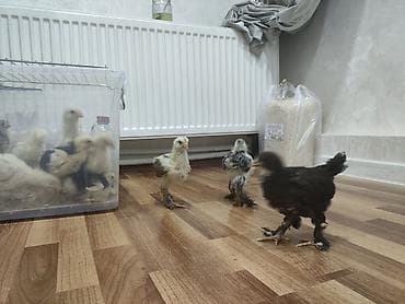 Cücələr: Toyuq cücələri, Ətlik — 5