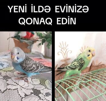 Papuqay cins ( Volnisti) cinsiyyeti : goy erkek, sari disi. Tam saglam