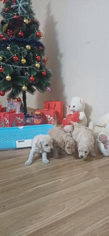 золотистый ретривер баку: Пудель, Самка, С прививками, Платная доставка — 8