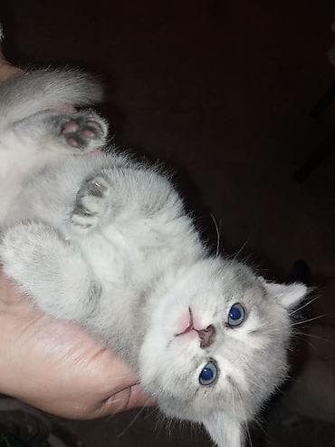 british: Britan, Yaxşı əllərə — 2