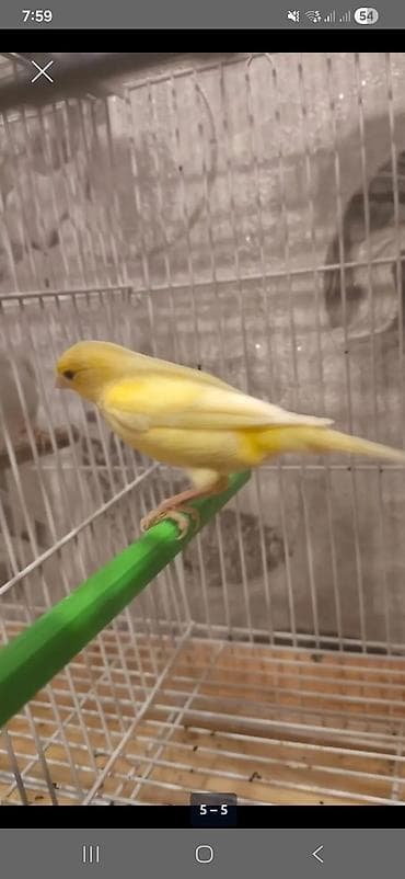 1 kq bugda qiymeti: Qizqin erkek bulbul kanareyka satiram. masqovisqi sortudu. Super — 1