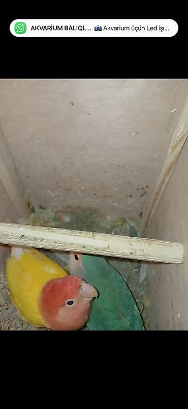 dəvə əti: Məhsul: Cüt sevda quşları (lovebird) Təsvir: - Bir-birinə uyğun cüt — 8