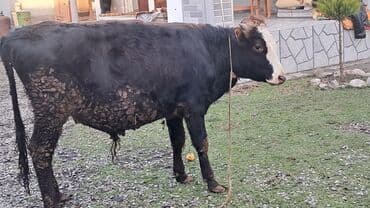 Lincoln: Iki baş erkək dana satılır — 4