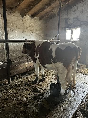 südlük inək cinsləri: Süd inəkləri– müxtəlif rəng çeşidləri (qara-ağ, qəhvəyi-ağ, tam qara) — 6