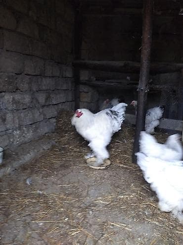 quş yuvaları: Toyuq, Brama, Damazlıq — 5