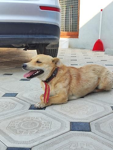 husky iti: 11 ay, Dişi, Pulsuz çatdırılma — 6