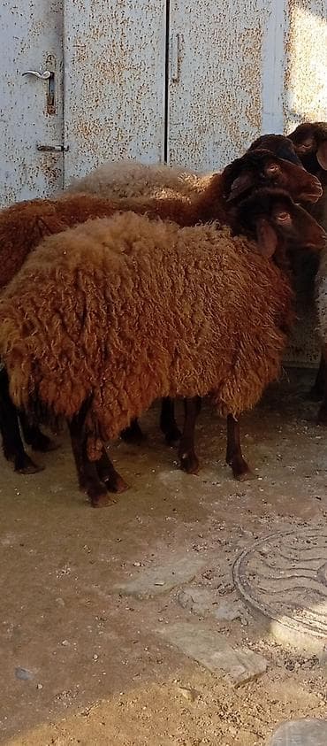 Keçilər, çəpişlər: Salam ünvan Bakıin maştağa kendi obşi 5 baş qoçnu almış boğaz cavan — 8