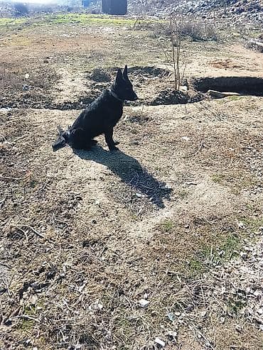 Qara rəngli it – orta ölçülü, dik qulaqlı, qısa və parlaq tüklü