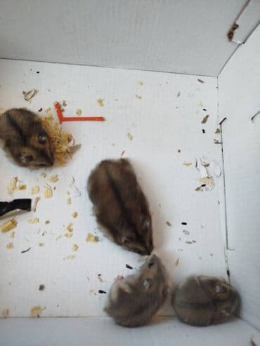 tək qaş: 4 eded xomyak tek tek alinsa 5 azn (baladi) ev ile birlikde alinsa — 3